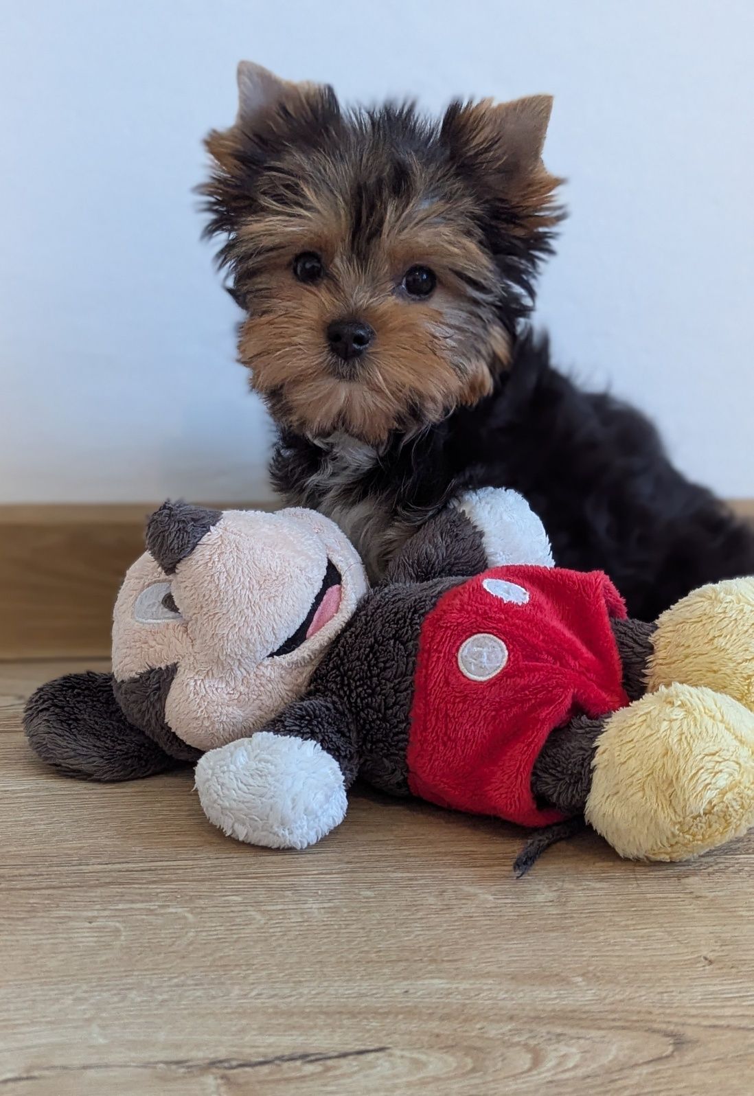 Piesek Yorkshire terrier