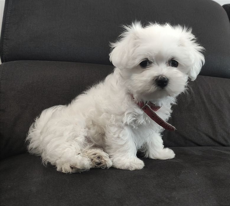 Śliczny szczeniaczek maltańczyk