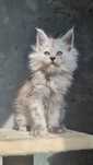 Kocurek Maine Coon czarny wysoki dym