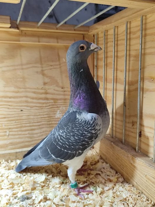 Sprzedam oryginały od Machiel Buijk