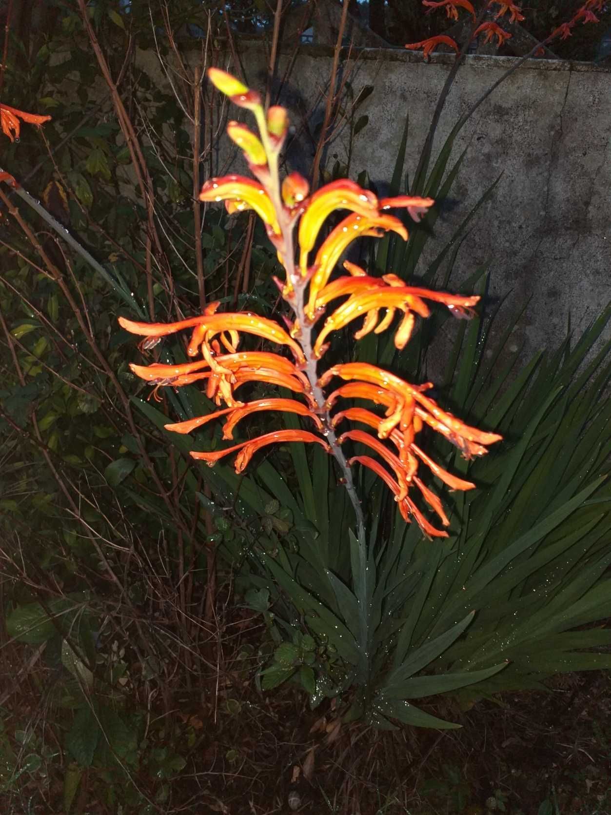 Chasmanthe floribunda ou Lirio cobra