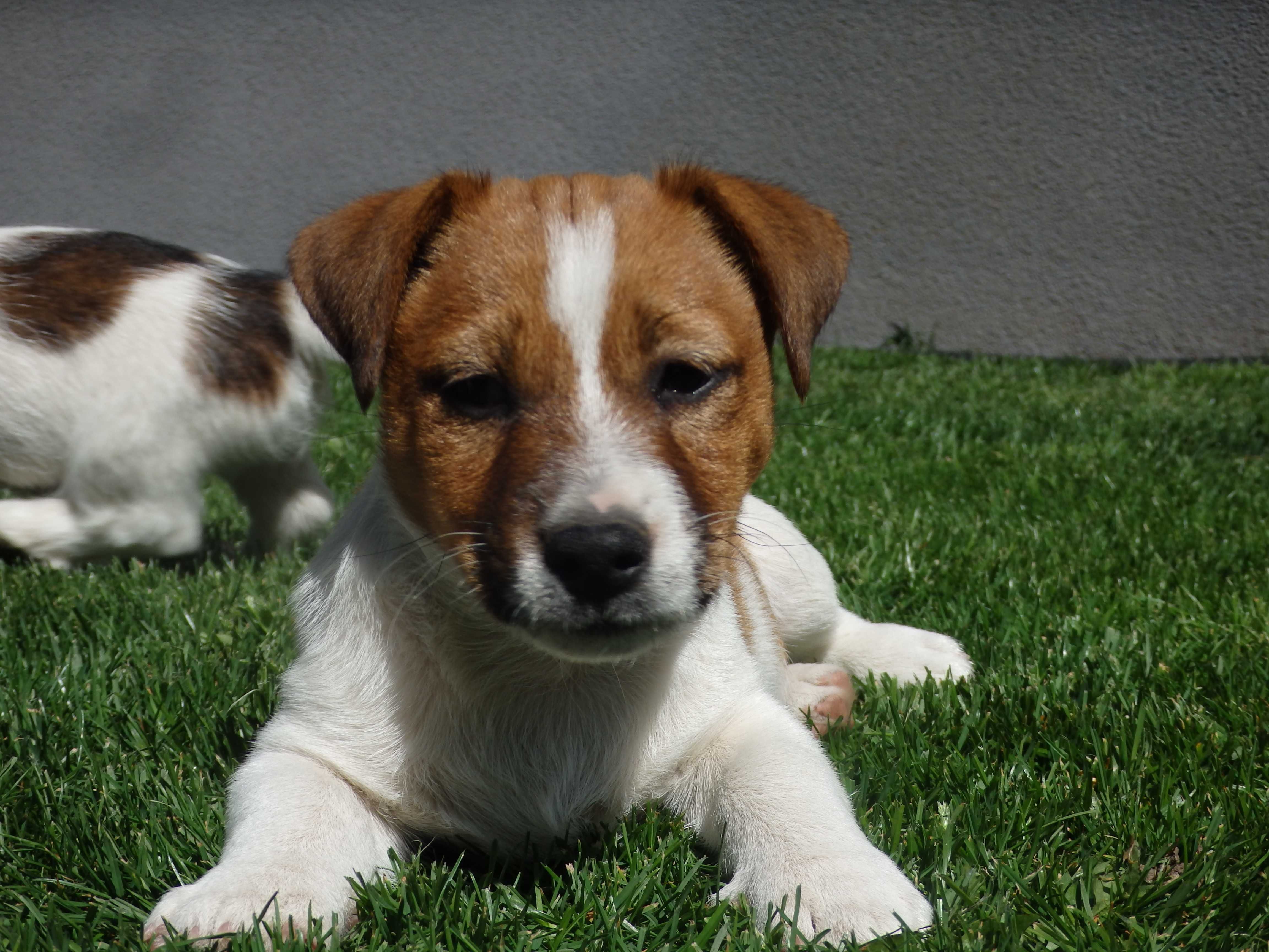 Jack Russell Terrier # MOBY Smartie Jacks # wzorzec RASY Jack Russell