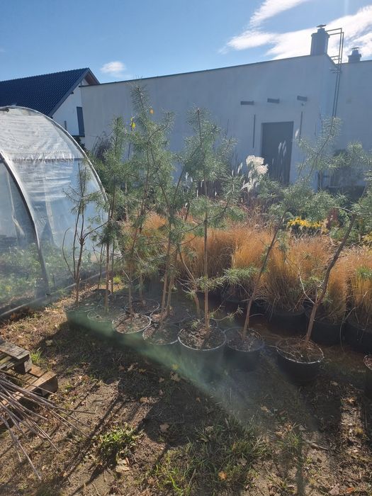 Brzoza grab sosna brodawkowata Betula pendula sadzonki drzewa 2m 3m 4m