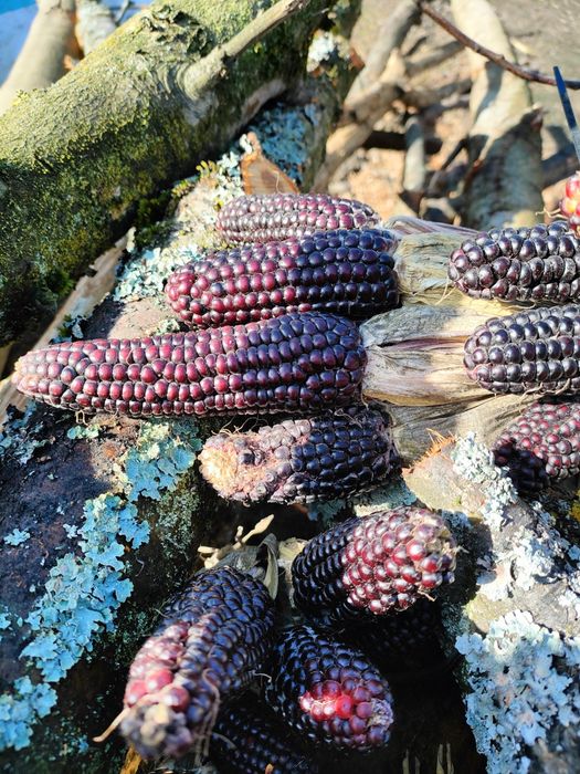 Декоративна кукурудза різних сортів