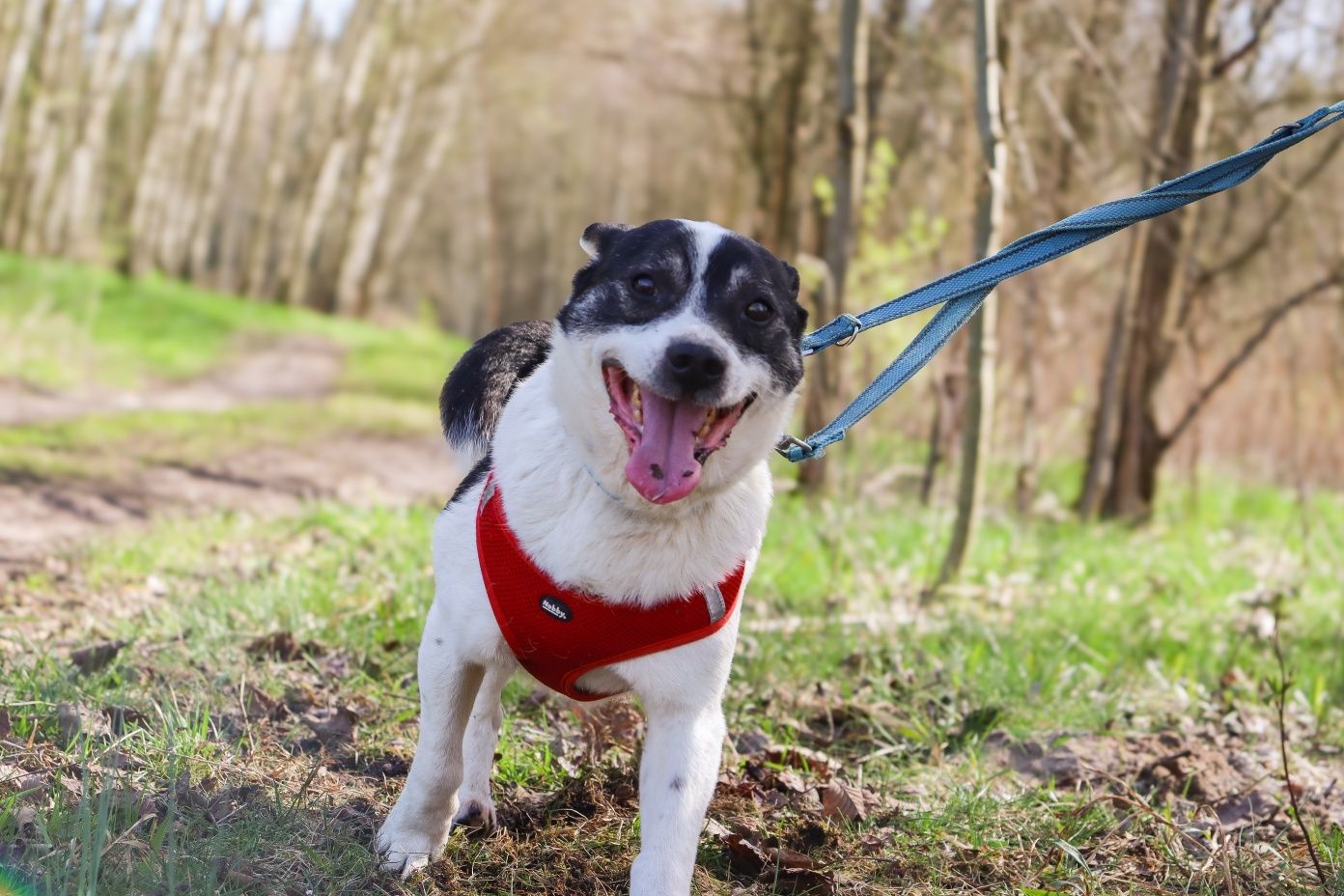 Uśmiechnięty Pulpet szuka domku 10 kg mały piesek