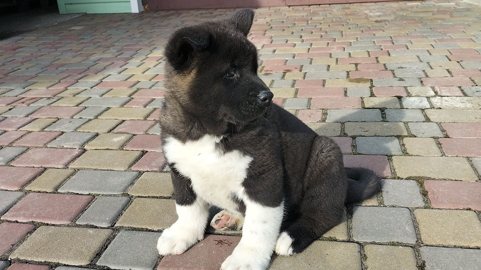 Акіти з питомника BEST DOGS OF