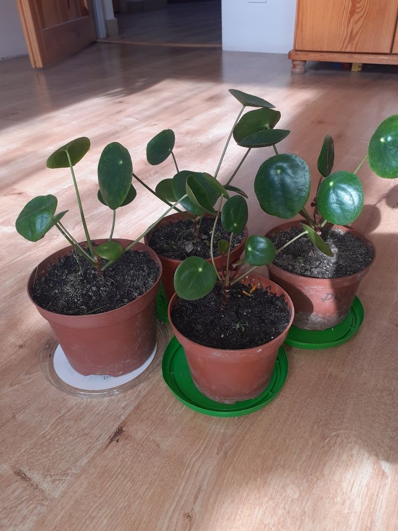 "Pieniążek" pilea peperomioides