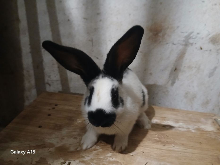 Кролики Німецький строкач