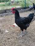 Sprzedam młode koguty Australorp