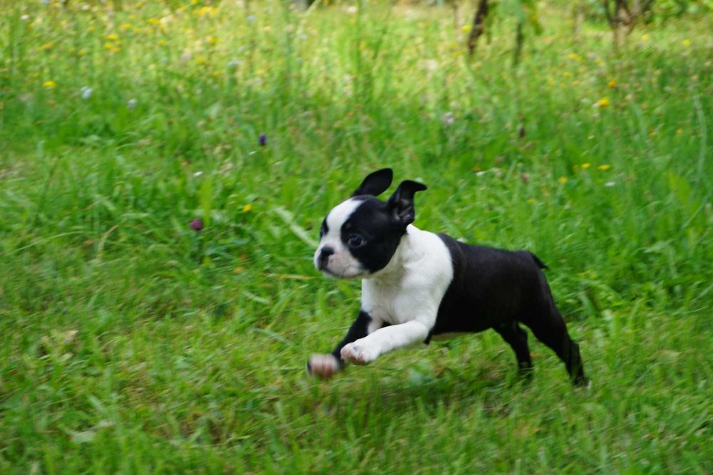 Śliczna sunia boston terrier FCI