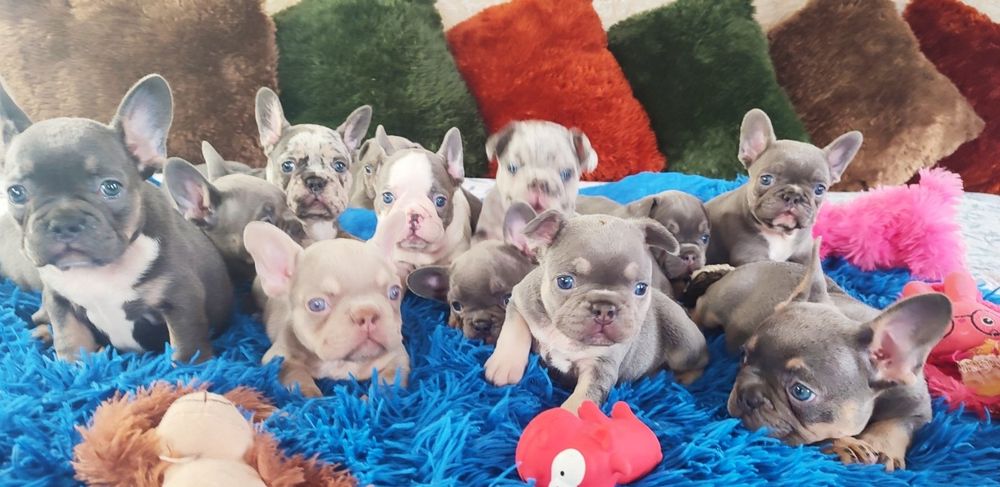 Бомбезные щенки два месяца