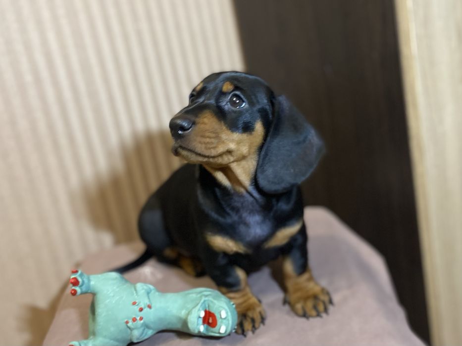 Чистокровна такса, чорна рижа руда