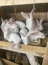 młode króliki  termondzkie