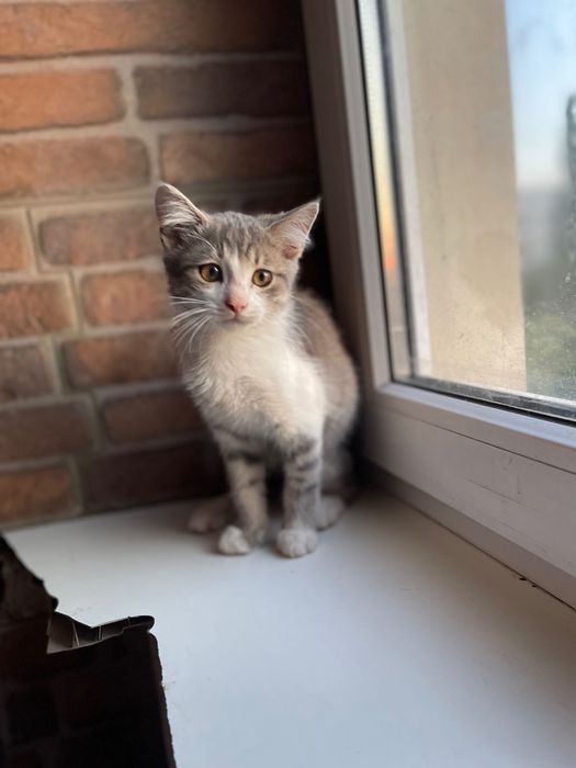 Котята котики отдам котенок мальчик