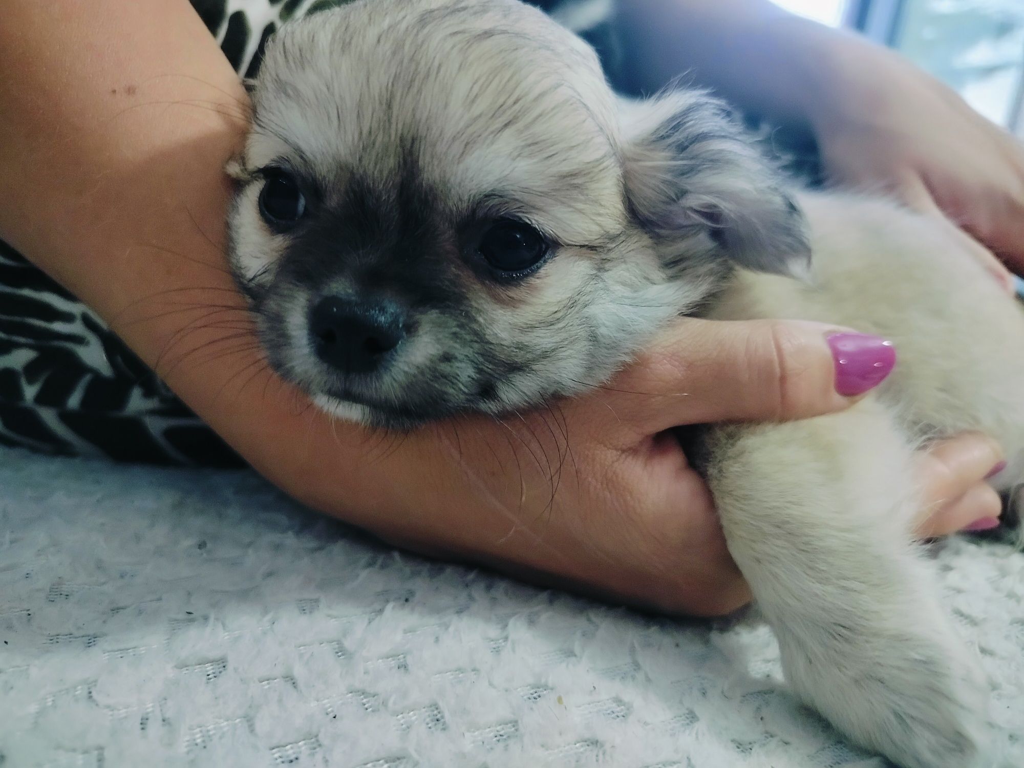 Chihuahua piesek