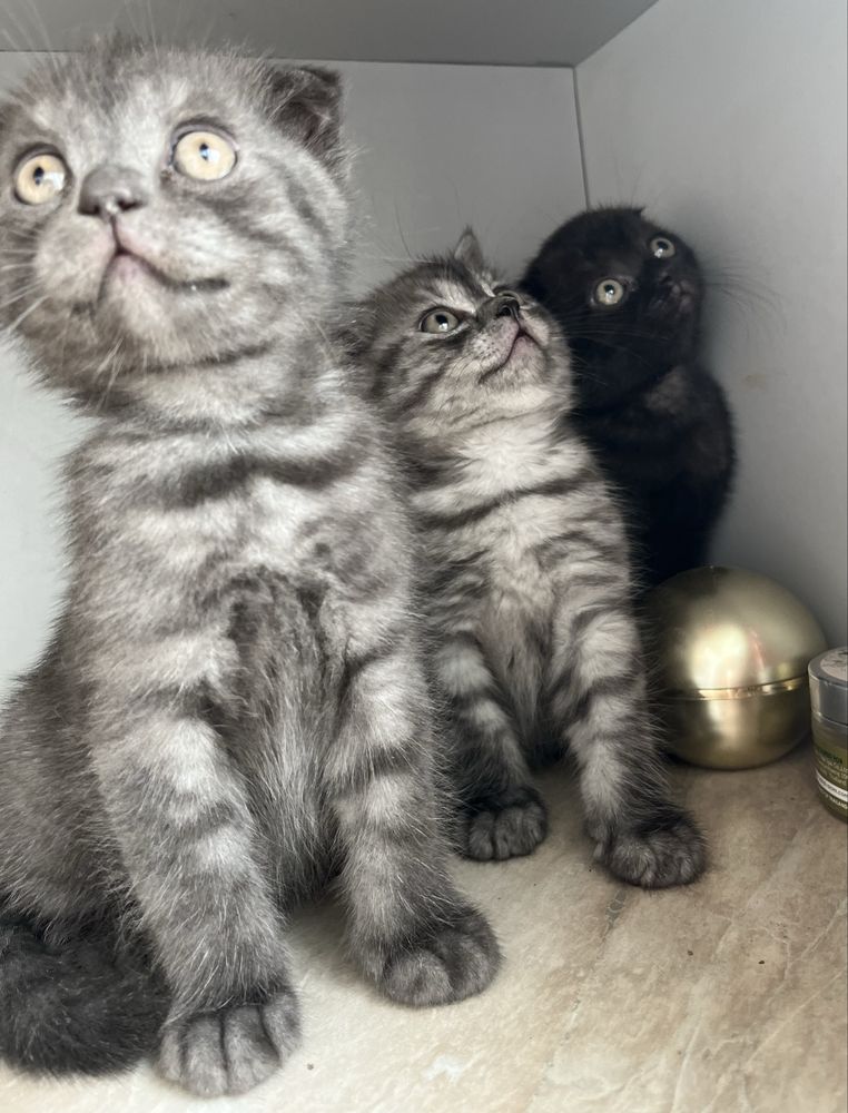 Котик шотландець висловухий