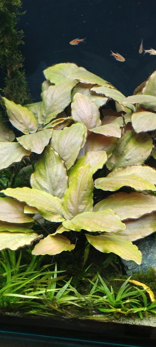 Roślina akwariowa.Legenandra meeboldii red
.Rośliny zdrowe bez glonów