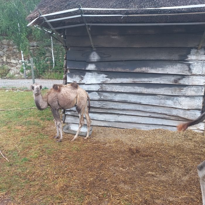 Sprzedam samice wielbłąda dwugarbnego