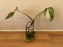 Monstera Variegata ładne przebarwienia
