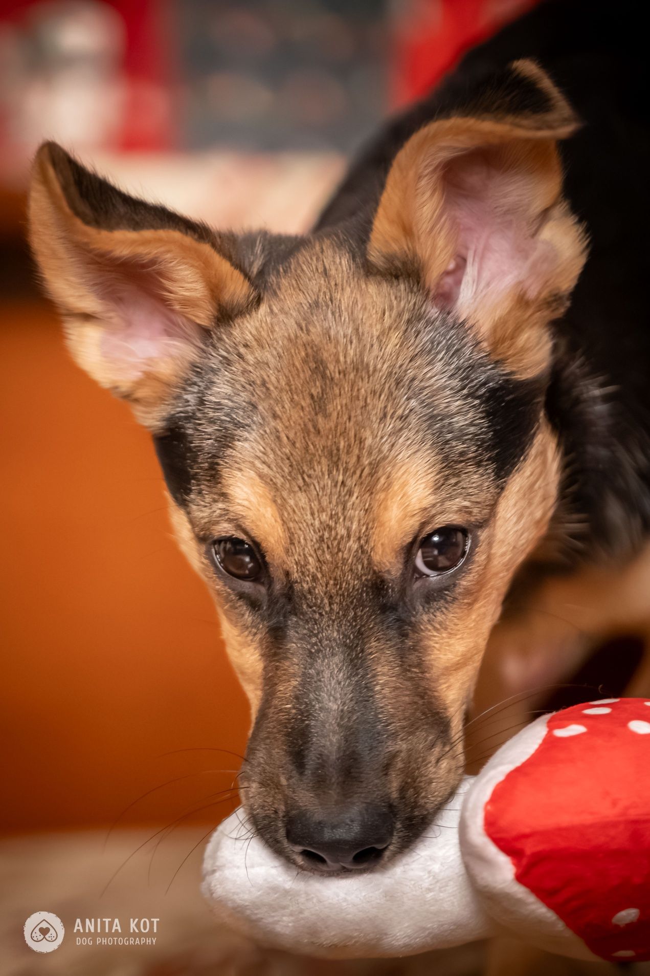 Enzo, wrażliwy szczeniak do adopcji