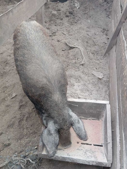 Поросята,свині дюрок мангалица