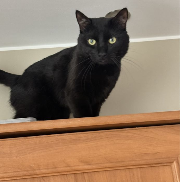 Kot dachowiec za darmo