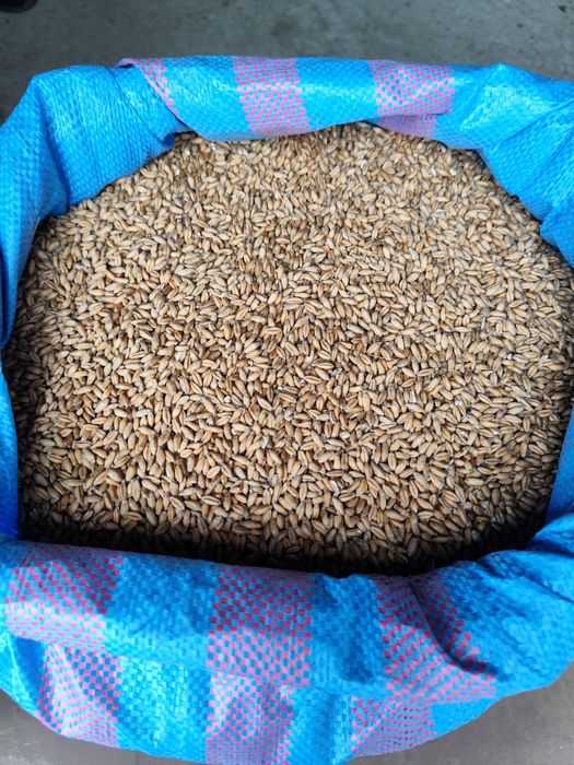 Pszenżyto ozime paszowe