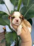 Cavalier King Charles Spaniel SUNIA odb 10 lipiec