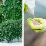 Hidroponia - Nutrientes Fase Vegetativa - Loja Oficial