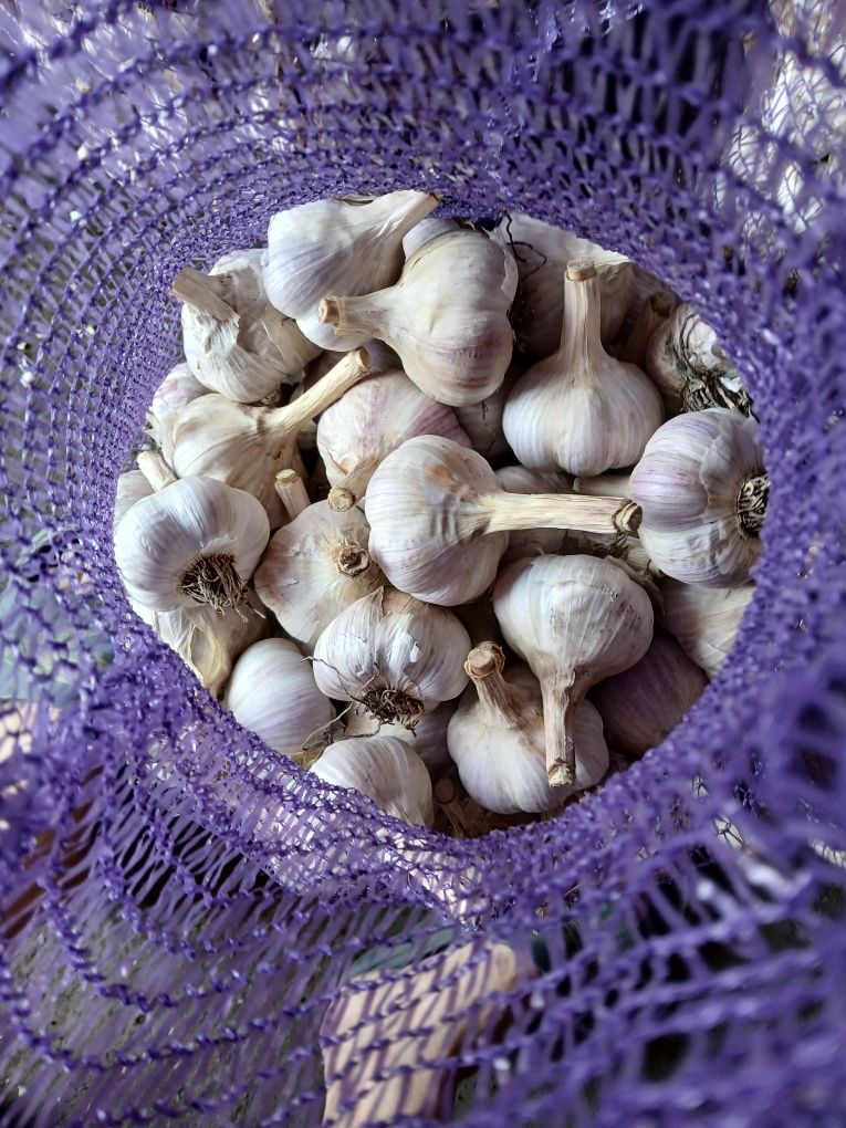 Часник на посадку першої репродукції, сорт Любаша