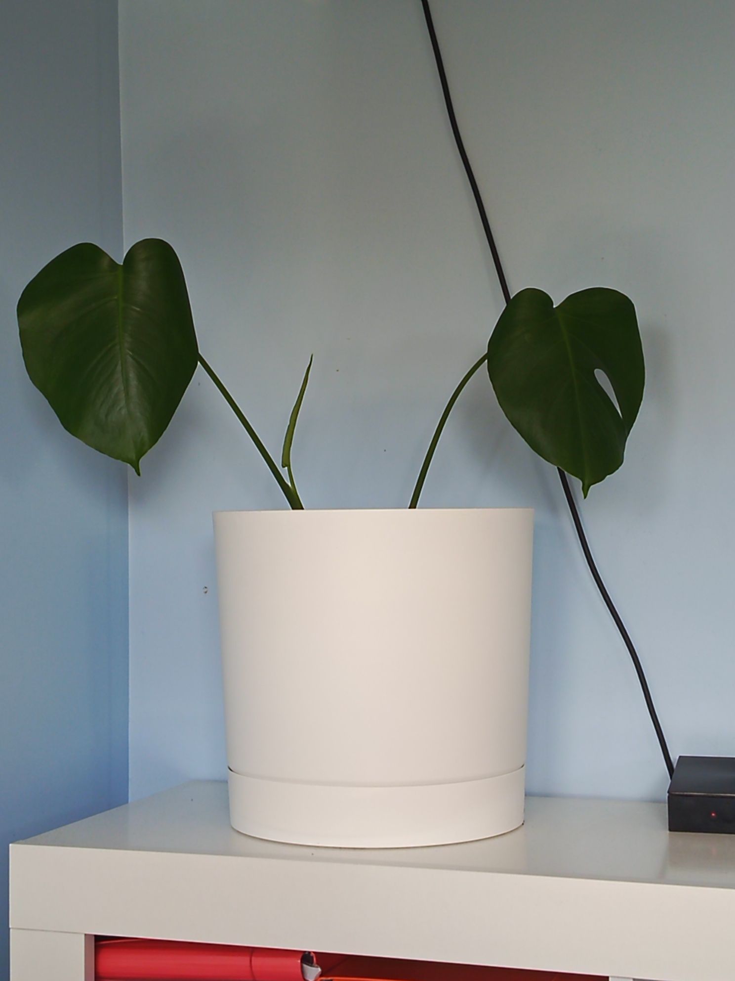 Monstera deliciosa dziurawa z doniczką XXL białą