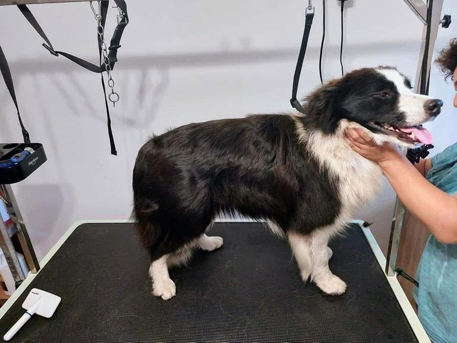 Border Collie - Blue Merle - Piesek - Do Rezerwacji