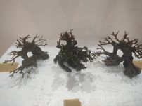 Bonsai do akwarium