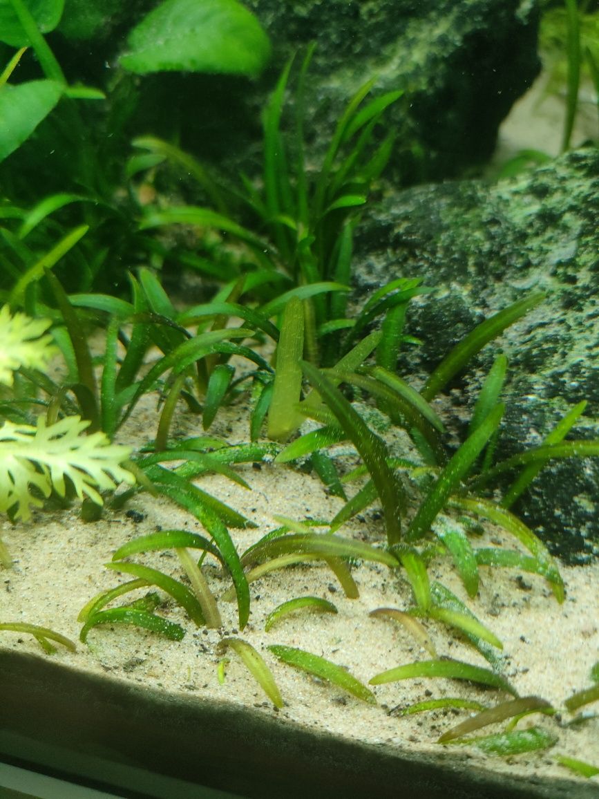 Sprzedam Sagittaria Subulata