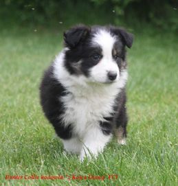 Border Collie, szczenięta FCI, suczka