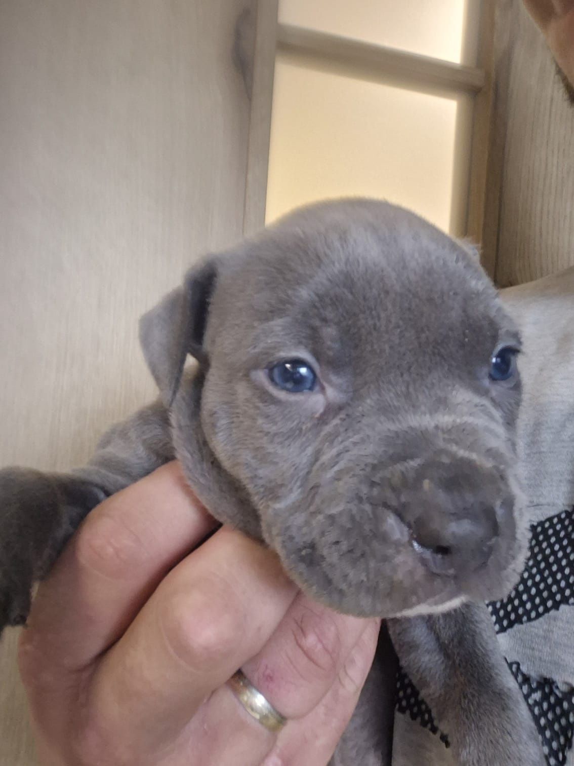 Niebieski Blue Amstaff szczeniak super mądre połączenie Rodowód