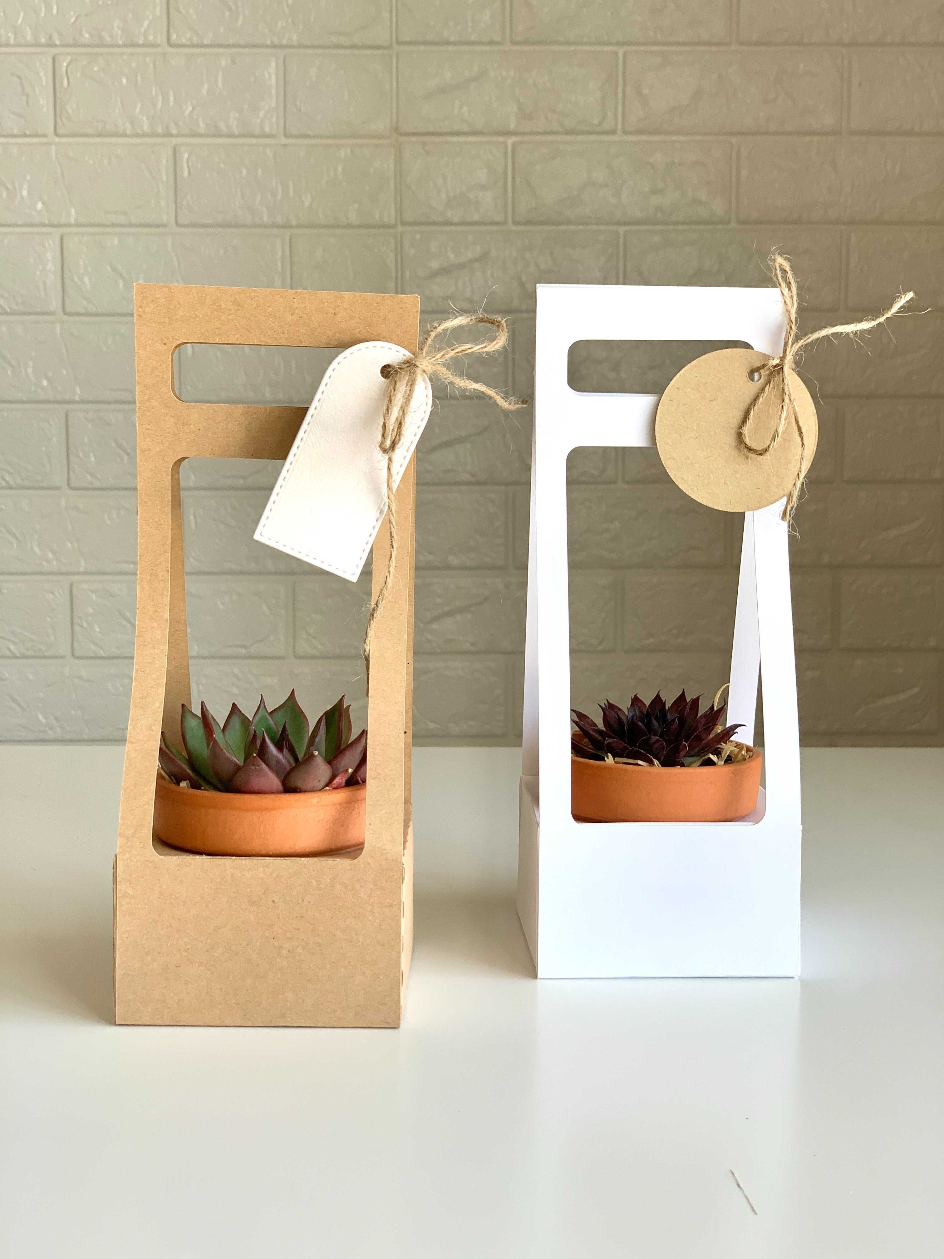 Mini suculenta com caixa presente