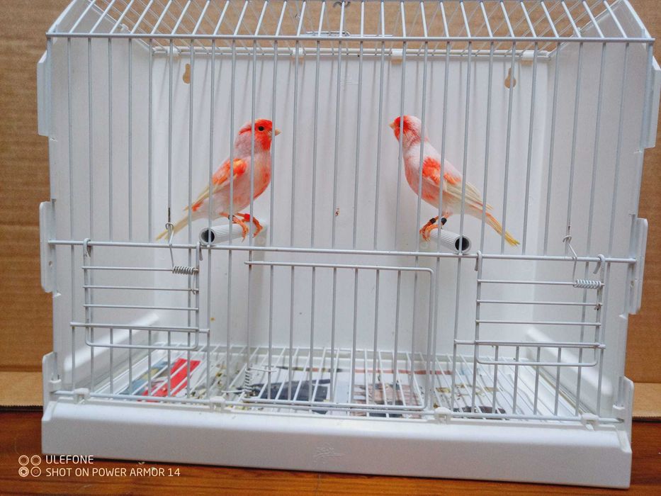 Vendo canários apartir de 10€