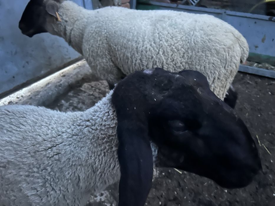 Animais de quinta