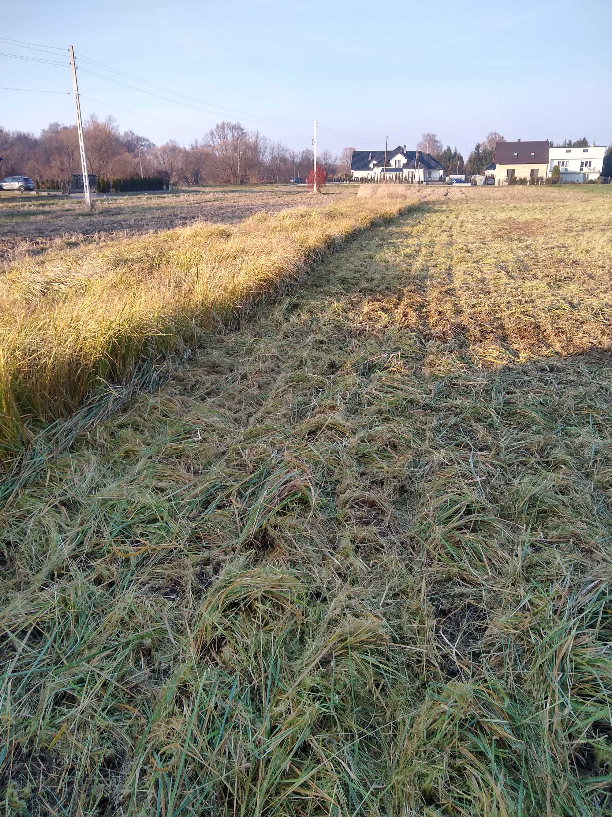 Koszenie wysokiej trawy,samosiejek, mielarka rębak , kosiarka bijakowa