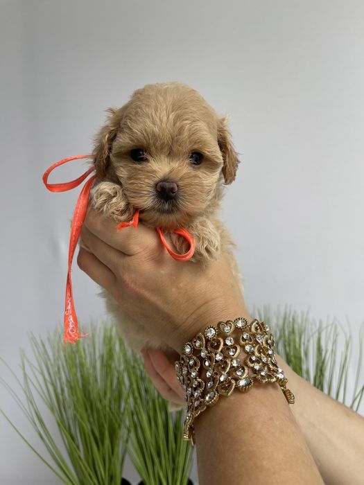 VIP Мальтипу F1  Дівчатка та хлопчик — краса з характером