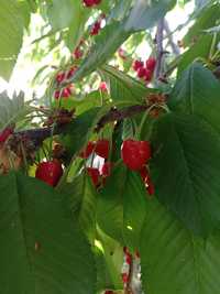 Черешня ягоди, смородина червона ( порічка)