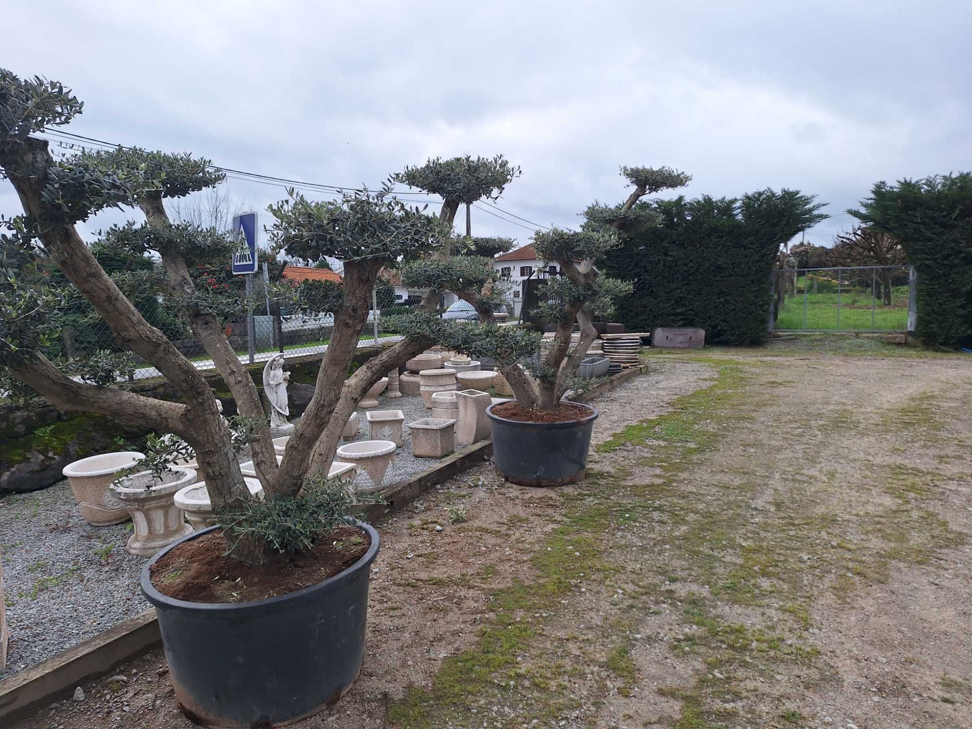 Oliveiras bonsai