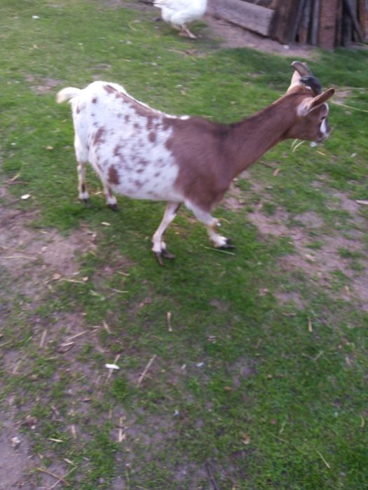 Sprzedam 2 koziołki miniaturki z 11 listopada i1 kòzkę..