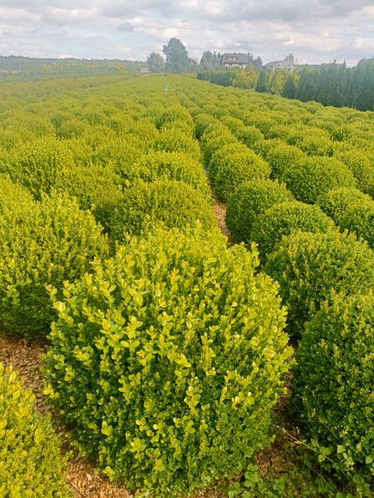 Bukszpan kula średnica 60, 70 oraz 80cm.