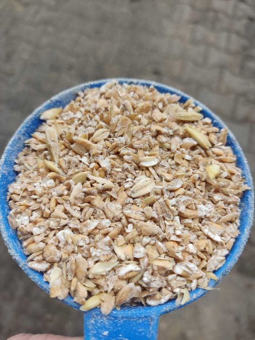 PSZENICA gnieciona karma pasza dla kur drobiu 20 kg super!