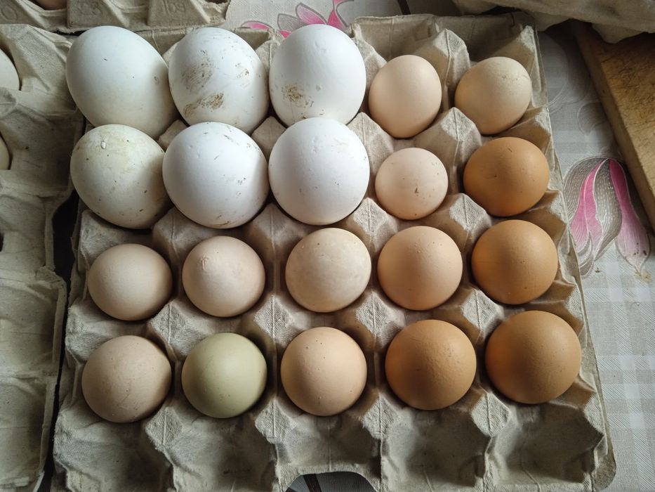 Jaja wiejskie z wolnego wybiegu