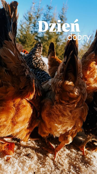 Wiejskie jajka od wolnych kurek