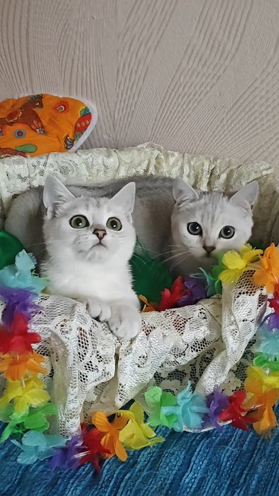 Дівчинка і хлопчик сріблясті шиншили