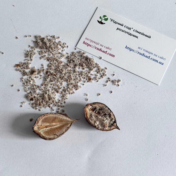 Павловнія повстяна (войлочна) медонос декоративна насіння семена